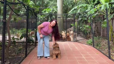 Baxter, a male Poodle - Miniature  and Golden Mountain Doodle for sale in Honolulu, HI – 2 of 2