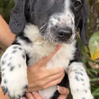Penny, a female Miniature Bernedoodle and Golden Mountain Doodle for sale in Honolulu, HI – 1 of 1