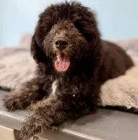 Jet-f1b Mini Bernedoodle, a male Poodle - Miniature  and Miniature Bernedoodle for sale in Honolulu, HI – 2 of 2