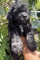f1b Mini Bernedoodle, a female Poodle - Miniature  and Miniature Bernedoodle for sale in Honolulu, HI – 1 of 1