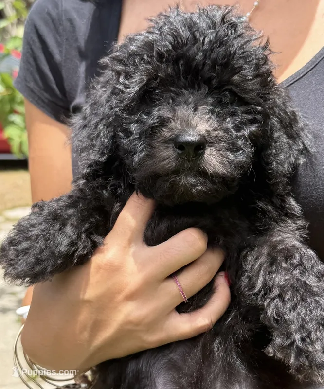 f1b Mini Bernedoodle – Poodle - Miniature , Miniature Bernedoodle puppy for sale in Honolulu, HI