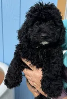 processed/c881e0ab-872c-425a-85fe-042554008f7c/listing/a1a26ae6-adfc-41f8-a7f5-d07b4500ae47/c5b41b6e-0cfd-41c3-bdcf-87154c3c7651