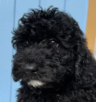 processed/c881e0ab-872c-425a-85fe-042554008f7c/listing/a1a26ae6-adfc-41f8-a7f5-d07b4500ae47/c84275aa-c6e0-413d-9fc4-1e375c5b4998