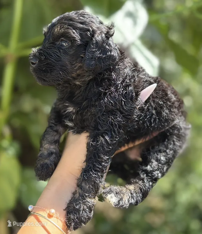 f1b Mini Bernedoodle – Poodle - Miniature , Miniature Bernedoodle puppy for sale in Honolulu, HI