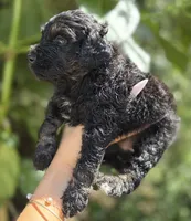f1b Mini Bernedoodle, a male Poodle - Miniature  and Miniature Bernedoodle for sale in Honolulu, HI – 1 of 1