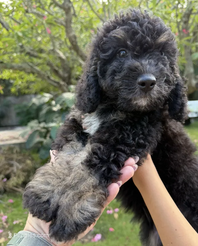 Male Tricolor Mini F1b Bernedoodle – Poodle - Miniature , Miniature Bernedoodle puppy for sale in Honolulu, HI