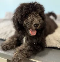 Jet-f1b Mini Bernedoodle, a male Poodle - Miniature  and Miniature Bernedoodle for sale in Honolulu, HI – 1 of 2