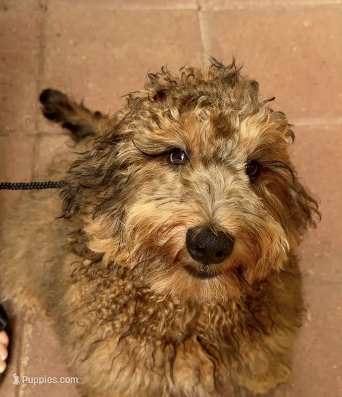 Baxter – Poodle - Miniature , Golden Mountain Doodle puppy for sale in Honolulu, HI