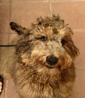 Baxter, a male Poodle - Miniature  and Golden Mountain Doodle for sale in Honolulu, HI – 1 of 2
