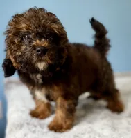 f1b Mini Bernedoodle, a female Poodle - Miniature  and Miniature Bernedoodle for sale in Honolulu, HI – 2 of 4
