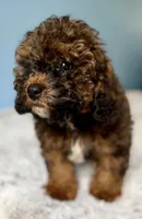 f1b Mini Bernedoodle, a female Poodle - Miniature  and Miniature Bernedoodle for sale in Honolulu, HI – 3 of 4