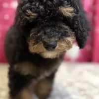 Bradley, a male Poodle - Miniature  and Miniature Bernedoodle for sale in Honolulu, HI – Photo 2 of 3