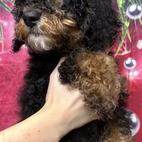 Bradley, a male Poodle - Miniature  and Miniature Bernedoodle for sale in Honolulu, HI – Photo 3 of 3