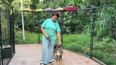 Nalo, a male Goldendoodle and Miniature Bernedoodle for sale in Honolulu, HI – 2 of 2
