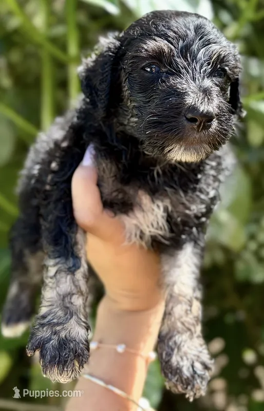 Male Tricolor Mini F1b Bernedoodle – Poodle - Miniature , Miniature Bernedoodle puppy for sale in Honolulu, HI