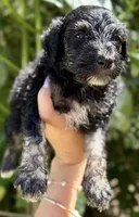 Male Tricolor Mini F1b Bernedoodle, a male Poodle - Miniature  and Miniature Bernedoodle for sale in Honolulu, HI – 1 of 1