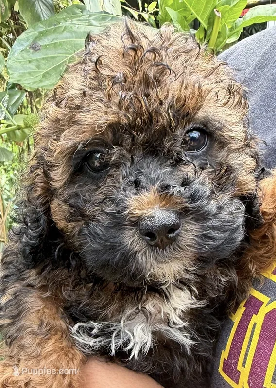 f1b Mini Bernedoodle – Poodle - Miniature , Miniature Bernedoodle puppy for sale in Honolulu, HI