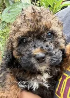 f1b Mini Bernedoodle, a female Poodle - Miniature  and Miniature Bernedoodle for sale in Honolulu, HI – 1 of 2