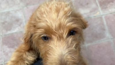 Charley- f1b Mini Bernedoodle, a male Poodle - Miniature  and Golden Mountain Doodle for sale in Honolulu, HI – 2 of 2