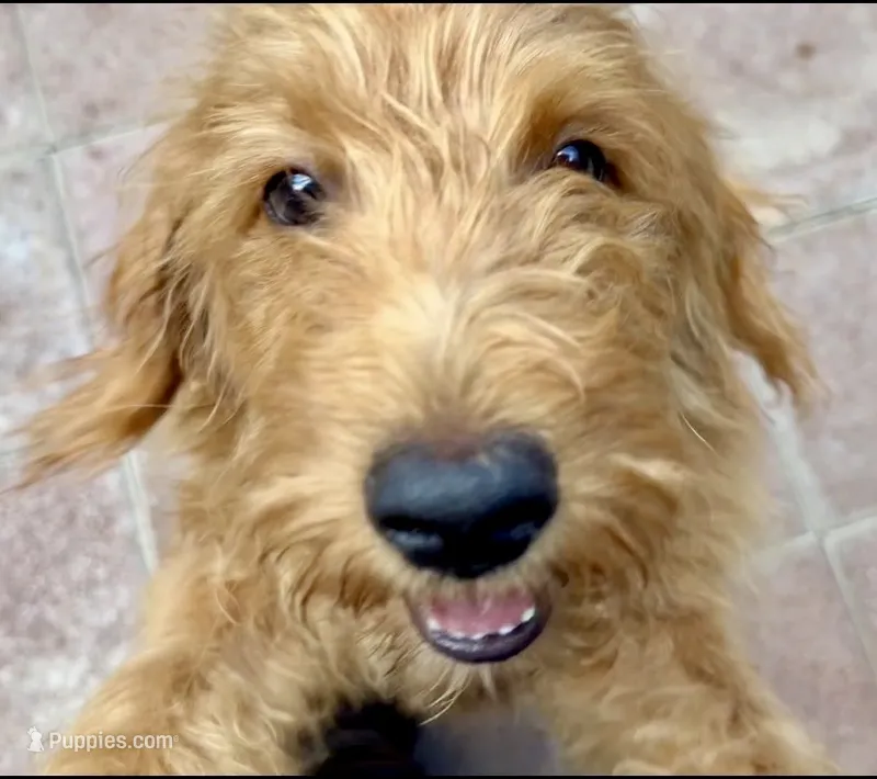 Charley- f1b Mini Bernedoodle – Poodle - Miniature , Golden Mountain Doodle puppy for sale in Honolulu, HI