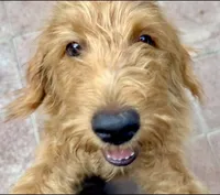 Charley- f1b Mini Bernedoodle, a male Poodle - Miniature  and Golden Mountain Doodle for sale in Honolulu, HI – 1 of 2