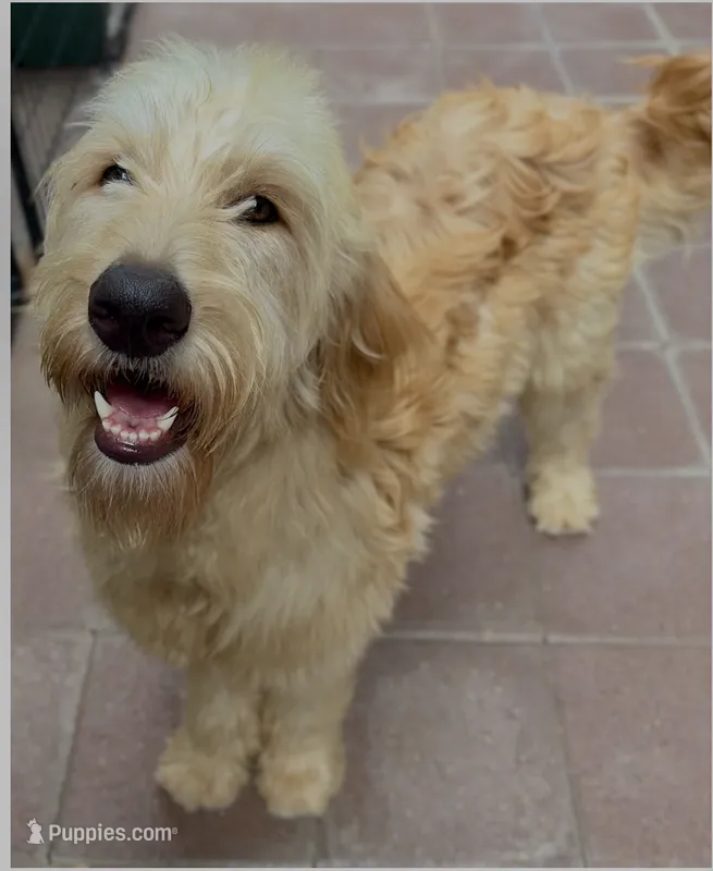 Derrick – Goldendoodle, Miniature Bernedoodle puppy for sale in Honolulu, HI