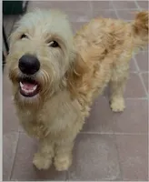 Derrick, a male Goldendoodle and Miniature Bernedoodle for sale in Honolulu, HI – 1 of 1