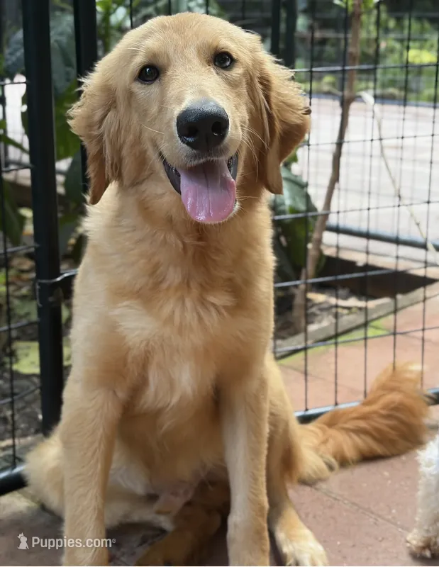 SKIP – Goldendoodle, Miniature Bernedoodle puppy for sale in Honolulu, HI