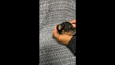 f1b Mini Bernedoodle, a female Poodle - Miniature  and Miniature Bernedoodle for sale in Honolulu, HI – 1 of 1