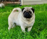 AKC Dave Champion Bloodlines , a male Pug for sale in Delavan, WI – 6 of 7