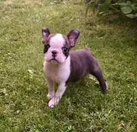AKC Cooper Champion Sired , a male Boston Terrier for sale in Delavan, WI – 2 of 6