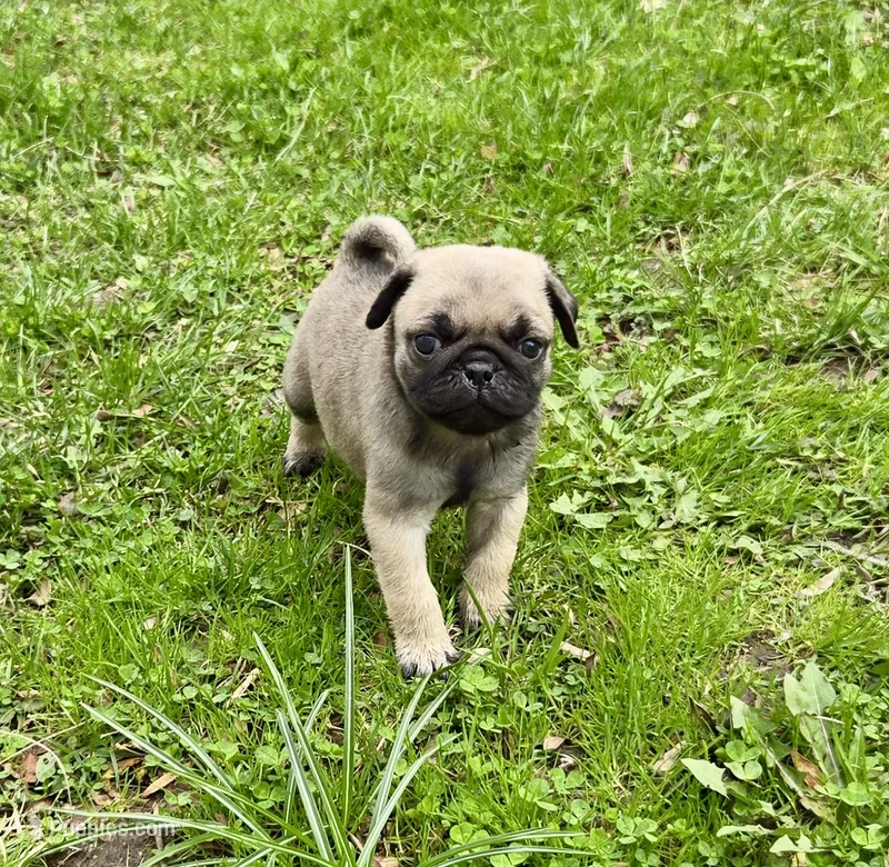 AKC Bob Champion Bloodlines – Pug puppy for sale in Delavan, WI
