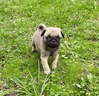 AKC Bob Champion Bloodlines, a male Pug for sale in Delavan, WI – 1 of 6