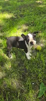 AKC CH Sired Timothy, a male Boston Terrier for sale in Delavan, WI – 2 of 6