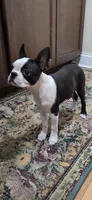 AKC. CH Sired Roxanne, a female Boston Terrier for sale in Delavan, WI – 2 of 10