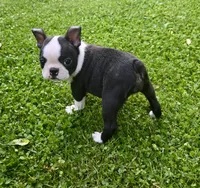 AKC Darla CH Sired, a female Boston Terrier for sale in Delavan, WI – 4 of 5