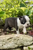 Poppy AKC CH Sired, a female Boston Terrier for sale in Delavan, WI – 9 of 10