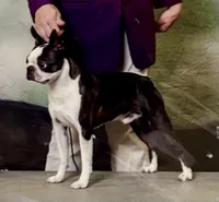 AKC. CH Sired Mary, a female Boston Terrier for sale in Delavan, WI – 6 of 7