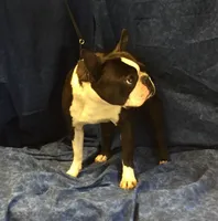 Mikie, a male Boston Terrier for sale in Delavan, WI – 2 of 8