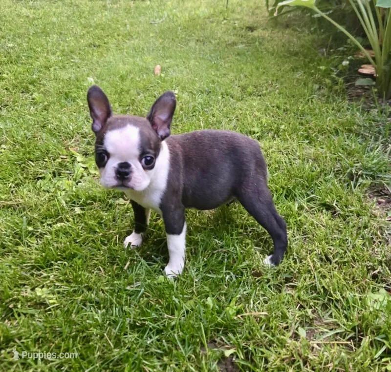 AKC Diva CH Sired  – Boston Terrier puppy for sale in Delavan, WI