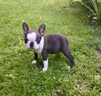 AKC Diva CH Sired , a female Boston Terrier for sale in Delavan, WI – 1 of 5