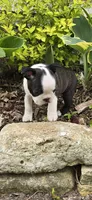 Poppy AKC CH Sired, a female Boston Terrier for sale in Delavan, WI – 5 of 10