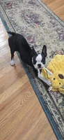 AKC. CH Sired Roxanne, a female Boston Terrier for sale in Delavan, WI – 7 of 10