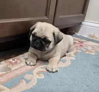 processed/c882497a-18f7-4191-91cc-ddc95afc5dfe/listing/2c2eef89-f875-47c4-953f-be5eccab34c9/106ad192-2b1c-46a3-ae78-089e02560448