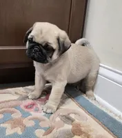 processed/c882497a-18f7-4191-91cc-ddc95afc5dfe/listing/2c2eef89-f875-47c4-953f-be5eccab34c9/4d97e906-489d-4650-8b03-aae6ec8f0ff8