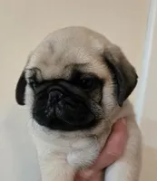 processed/c882497a-18f7-4191-91cc-ddc95afc5dfe/listing/2c2eef89-f875-47c4-953f-be5eccab34c9/81696da9-0d67-4a49-ba90-5e52b56a7ac5