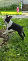 AKC. CH Sired Roxanne, a female Boston Terrier for sale in Delavan, WI – 2 of 5