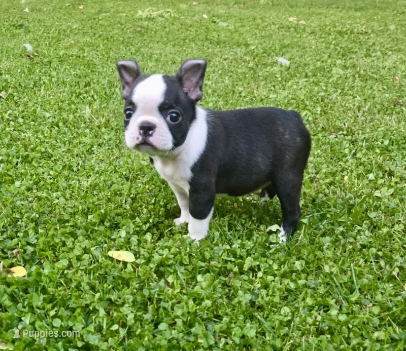 AKC Darla CH Sired – Boston Terrier puppy for sale in Delavan, WI