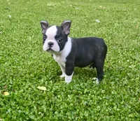 AKC Darla CH Sired, a female Boston Terrier for sale in Delavan, WI – 1 of 5