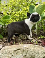 Poppy AKC CH Sired, a female Boston Terrier for sale in Delavan, WI – 7 of 10